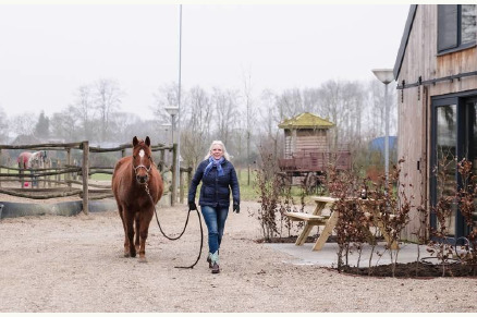 Cottage met een Paddock Paradise Eersel Noord-Brabant VMP121